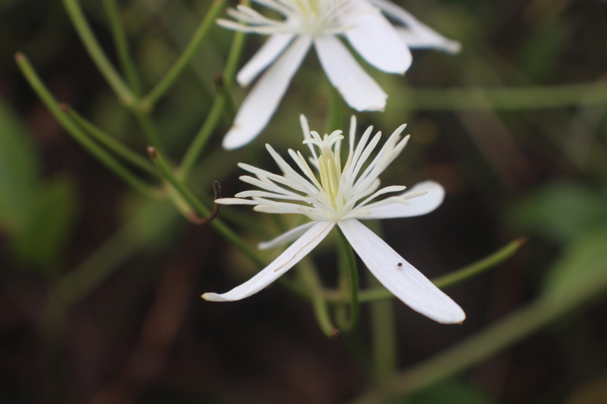 Clematis gouriana Roxb. ex DC.